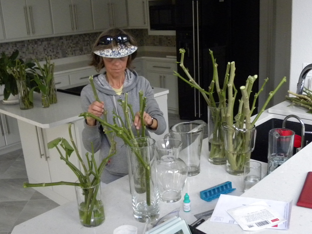 brugmansia cuttings