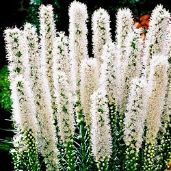 White Blazing Star - One Cent Sale!