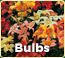 Shop Bulbs