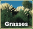 Shop Grasses