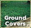 Shop Ground Covers