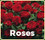 Shop Roses