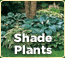 Shop Shade Plants