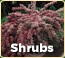 Shop Shrubs