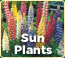 Shop Sun Plants