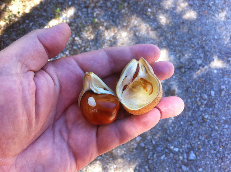 buckeye seed